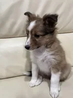 Jude, a male Shetland Sheepdog for sale in Sparta, TN – Photo 2 of 10