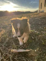 Jude, a male Shetland Sheepdog for sale in Sparta, TN – Photo 6 of 10