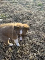 Jude, a male Shetland Sheepdog for sale in Sparta, TN – Photo 9 of 10
