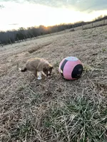 Jude, a male Shetland Sheepdog for sale in Sparta, TN – Photo 8 of 10