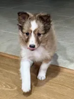 Jude, a male Shetland Sheepdog for sale in Sparta, TN – Photo 1 of 10