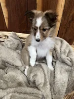 Jude, a male Shetland Sheepdog for sale in Sparta, TN – Photo 7 of 10