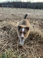 Jude, a male Shetland Sheepdog for sale in Sparta, TN – Photo 10 of 10