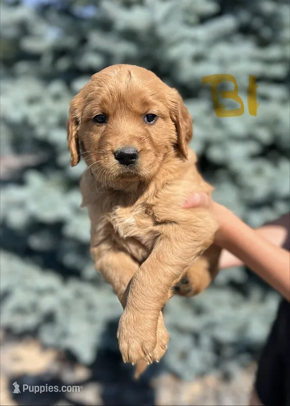Boy 1 – Golden Retriever puppy for sale in Hotchkiss, CO