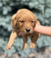 Girl 1, a female Golden Retriever for sale in Hotchkiss, CO – 2 of 2