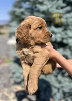 Boy 1, a male Golden Retriever for sale in Hotchkiss, CO – 2 of 2