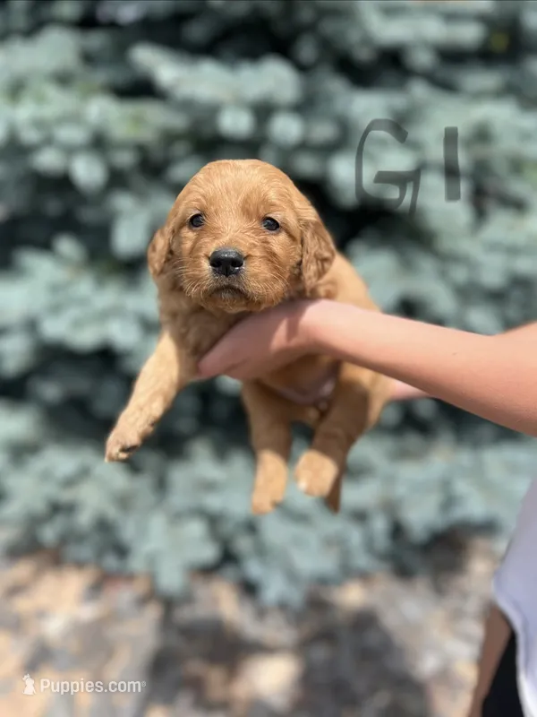 Girl 1 – Golden Retriever puppy for sale in Hotchkiss, CO