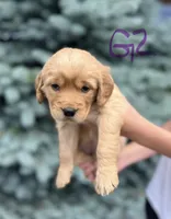 Girl 2, a female Golden Retriever for sale in Hotchkiss, CO – 2 of 2