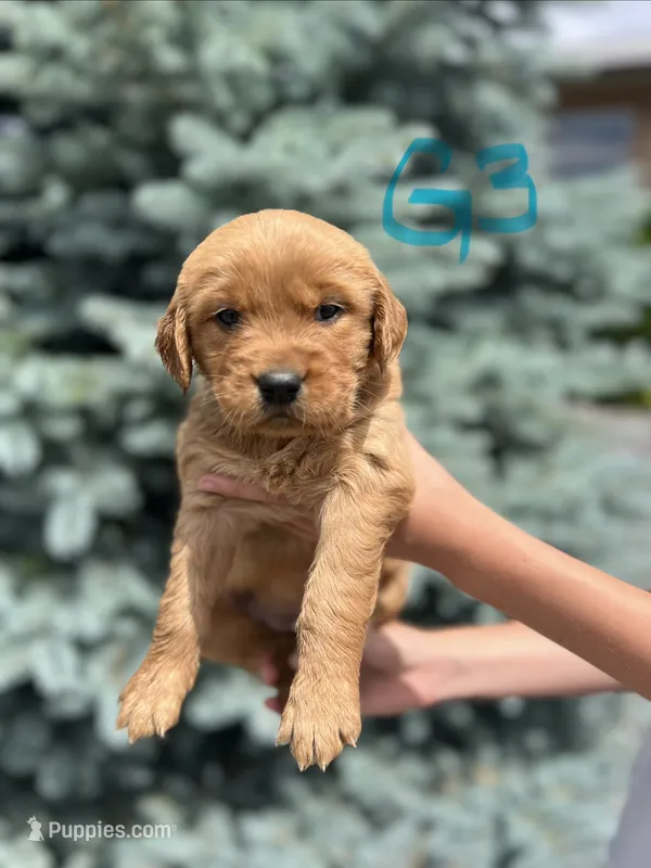 Girl 3 – Golden Retriever puppy for sale in Hotchkiss, CO