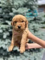 Girl 3, a female Golden Retriever for sale in Hotchkiss, CO – 1 of 2