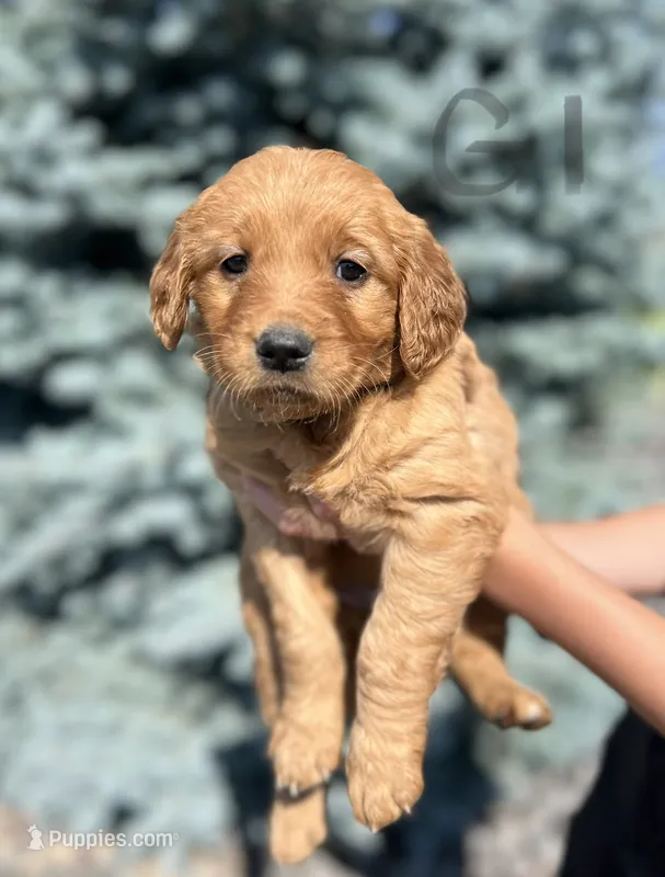 Girl 1 – Golden Retriever puppy for sale in Hotchkiss, CO