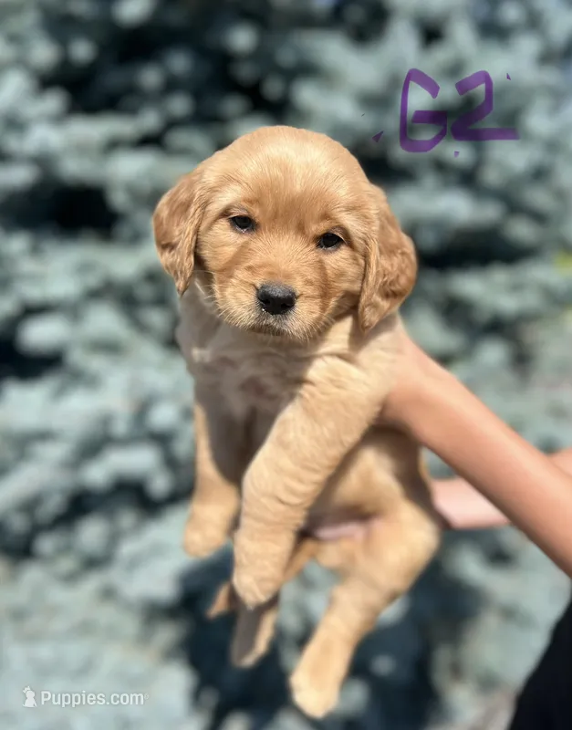 Girl 2 – Golden Retriever puppy for sale in Hotchkiss, CO