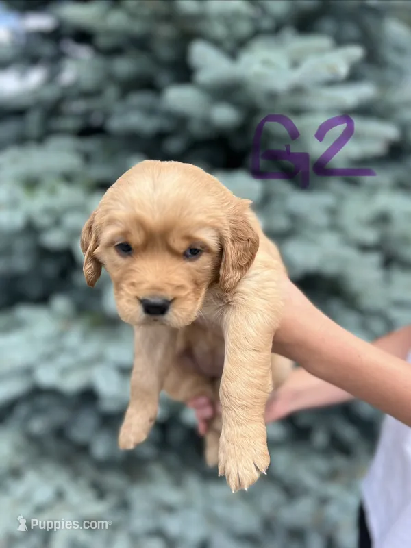 Girl 2 – Golden Retriever puppy for sale in Hotchkiss, CO