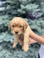 Girl 2, a female Golden Retriever for sale in Hotchkiss, CO – 1 of 2