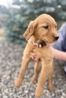 Girl 1, a female Golden Retriever for sale in Hotchkiss, CO – Photo 2 of 2