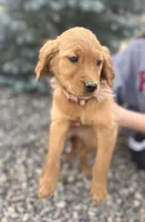 Girl 1, a female Golden Retriever for sale in Hotchkiss, CO – Photo 1 of 2