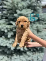 Girl 3, a female Golden Retriever for sale in Hotchkiss, CO – 2 of 2