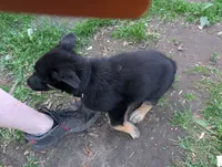 Billy Black, a male German Shepherd Dog and Alaskan Malamute for sale in Fort Johnson, NY – 7 of 8