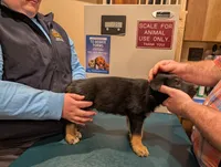 Black Beauty, a male German Shepherd Dog and Alaskan Malamute for sale in Fort Johnson, NY – 1 of 1