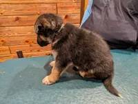 Thunder Green, a male German Shepherd Dog and Alaskan Malamute for sale in Fort Johnson, NY – 4 of 4