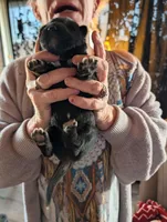 Up to you, a male German Shepherd Dog for sale in Fort Johnson, NY – Photo 8 of 9