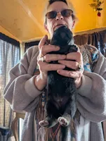 Up to you, a male German Shepherd Dog for sale in Fort Johnson, NY – Photo 4 of 9