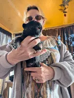 Up to you, a male German Shepherd Dog for sale in Fort Johnson, NY – Photo 9 of 9