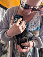 Up to you, a male German Shepherd Dog for sale in Fort Johnson, NY – Photo 3 of 9