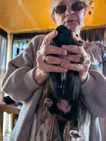 Up to you, a male German Shepherd Dog for sale in Fort Johnson, NY – Photo 5 of 9