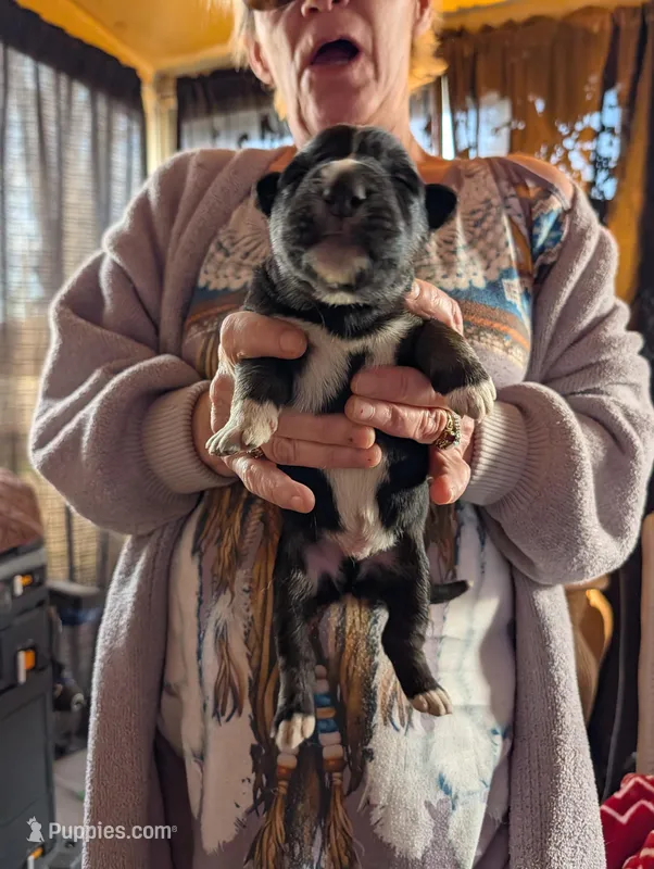 Up to you – German Shepherd Dog puppy for sale in Fort Johnson, NY