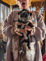 Up to you, a male German Shepherd Dog for sale in Fort Johnson, NY – Photo 2 of 9