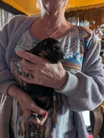 Up to you, a male German Shepherd Dog for sale in Fort Johnson, NY – Photo 7 of 9