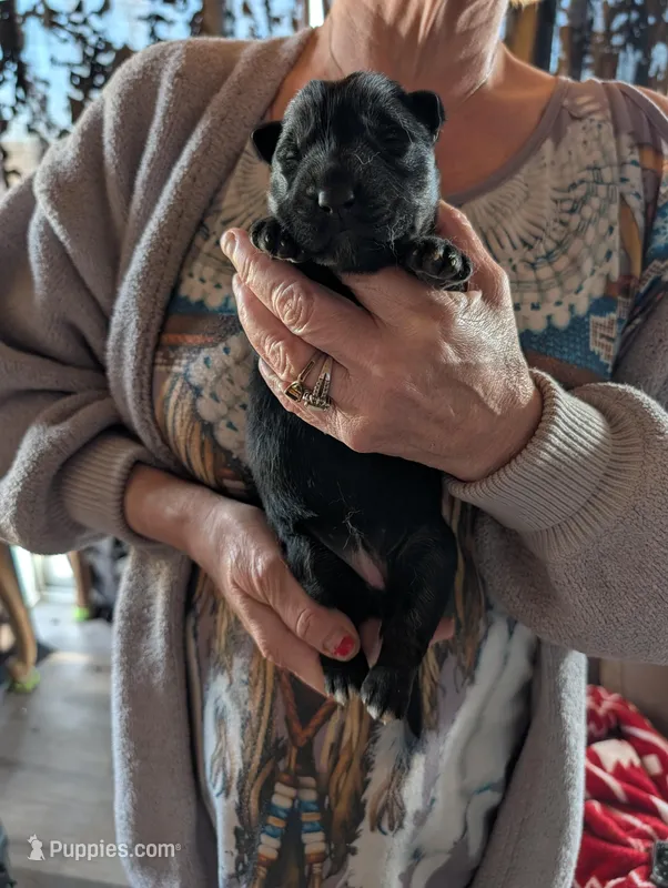 Up to you – German Shepherd Dog puppy for sale in Fort Johnson, NY