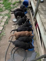 Up to you, a male German Shepherd Dog for sale in Fort Johnson, NY – 10 of 10