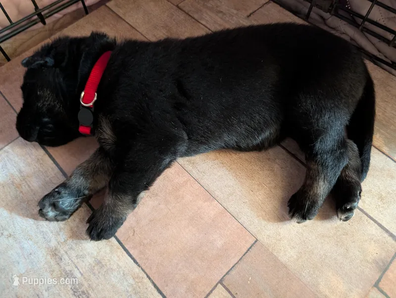 Red – German Shepherd Dog puppy for sale in Fort Johnson, NY