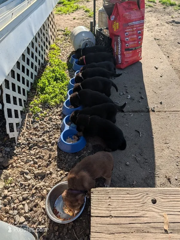 Billy Black – German Shepherd Dog, Alaskan Malamute puppy for sale in Fort Johnson, NY