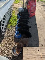 Billy Black, a male German Shepherd Dog and Alaskan Malamute for sale in Fort Johnson, NY – 1 of 8