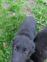 Billy Black, a male German Shepherd Dog and Alaskan Malamute for sale in Fort Johnson, NY – 5 of 8