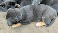 Babyblue, a male German Shepherd Dog and Alaskan Malamute for sale in Fort Johnson, NY – 7 of 10