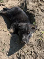Deep Green, a male German Shepherd Dog and Alaskan Malamute for sale in Fort Johnson, NY – 2 of 3