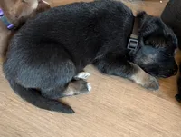 Billy Black, a male German Shepherd Dog and Alaskan Malamute for sale in Fort Johnson, NY – 2 of 8