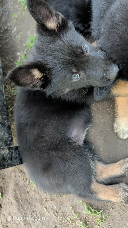 Babyblue – German Shepherd Dog, Alaskan Malamute puppy for sale in Fort Johnson, NY