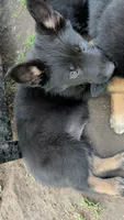 Babyblue, a male German Shepherd Dog and Alaskan Malamute for sale in Fort Johnson, NY – 1 of 10