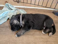 Grey, a male German Shepherd Dog for sale in Fort Johnson, NY – Photo 2 of 3