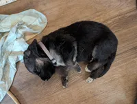 Grey, a male German Shepherd Dog for sale in Fort Johnson, NY – Photo 3 of 3