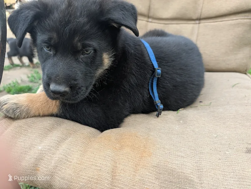 Babyblue – German Shepherd Dog, Alaskan Malamute puppy for sale in Fort Johnson, NY
