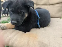 Babyblue, a male German Shepherd Dog and Alaskan Malamute for sale in Fort Johnson, NY – 10 of 10