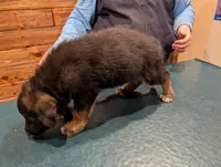 MoonshineGrey, a male German Shepherd Dog and Siberian Husky for sale in Fort Johnson, NY – 5 of 5