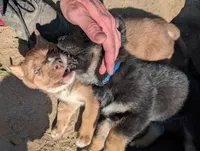 Deep blue, a male German Shepherd Dog and Alaskan Malamute for sale in Fort Johnson, NY – 3 of 4