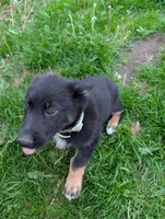 Yippy Kai Yellow, a female German Shepherd Dog and Alaskan Malamute for sale in Fort Johnson, NY – 10 of 10